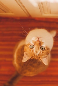 Directly above portrait of cat by doors at home