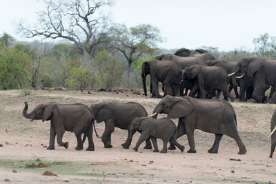 Elephant walking in a farm