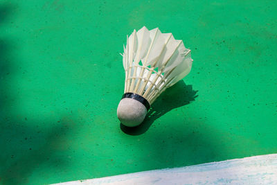 High angle view of shell on blue table