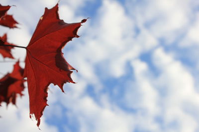 Low angle view of maple leaves against sky