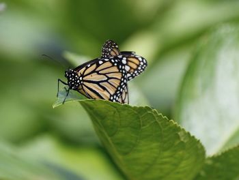Butterfly on leaf