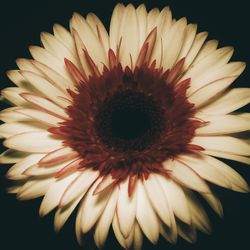 Close-up of flower over black background