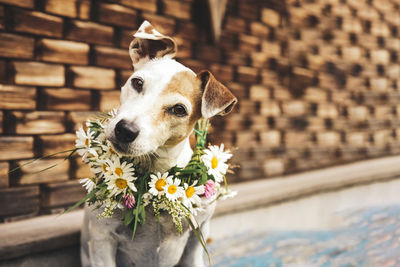 Portrait of the dog jack russell in  wreath of summer daisies  rest in a country house