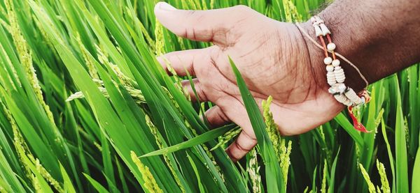 Midsection of man touching plant on field