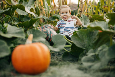 A charming little boy is sitting in the garden with pumpkins. farming, harvesting.