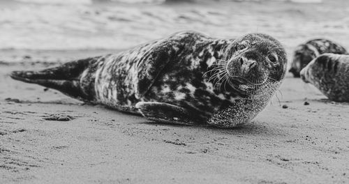 Black and white monochrome of seal on beach