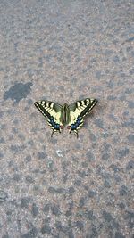 High angle view of butterfly on leaf