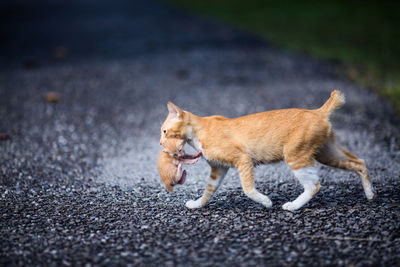 Cat carrying kitten in mouth on road