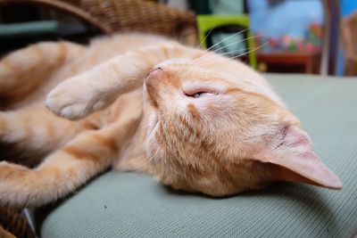 Close-up of cat sleeping at home