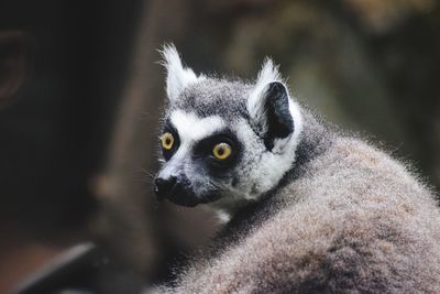 Portrait of lemur looking away outdoors