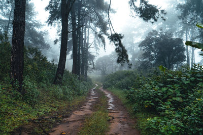 Road amidst trees in forest