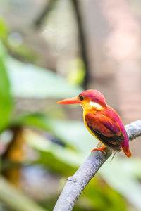 Close-up of bird perching on branch