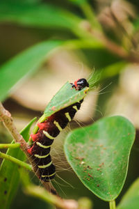 Close-up of insect on leaf