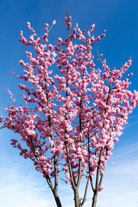 Low angle view of pink cherry blossoms in spring