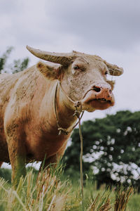 Cow in a field
