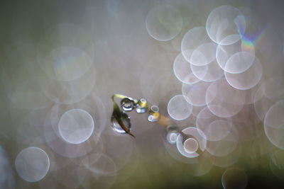 Close-up of jellyfish in water