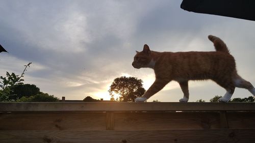 Low angle view of horse against sky