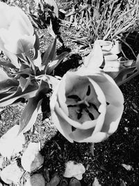 High angle view of white flowering plant on field