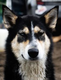 Close-up portrait of dog