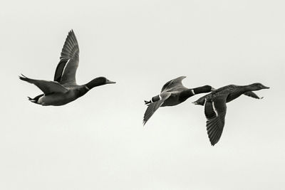 Low angle view of birds flying against clear sky