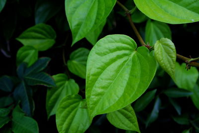 High angle view of fresh green leaves