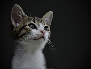 Close-up of cat looking away against black background