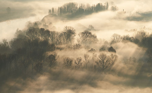 High angle view of trees on foggy land