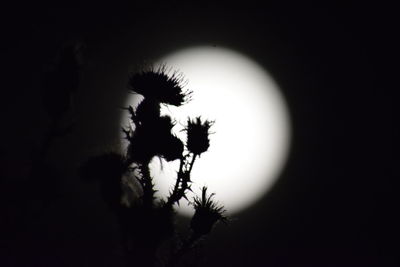 Close-up of silhouette flower against clear sky at night