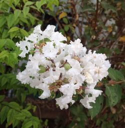 Close-up of white flowers