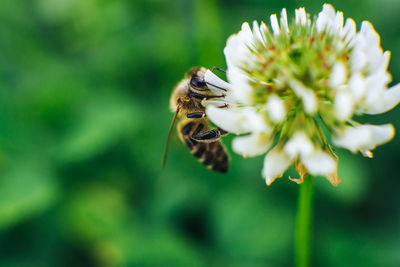 Close-up of bee pollinating on flower