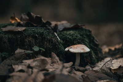 Close-up of mushroom growing on field