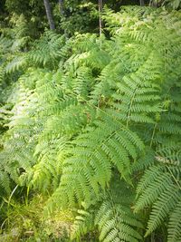 Close-up of fern in forest