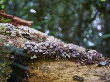 Rainforest mushrooms 