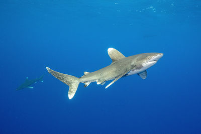 Close encounter of a oceanic white tip shark at cat island bahamas