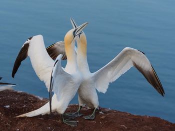 Close-up of birds perching at lake