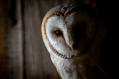 Close-up portrait of a barn owl
