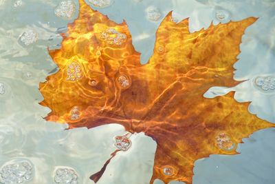 Close-up of orange leaf floating on water