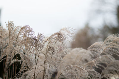 Close-up of trees against sky during winter