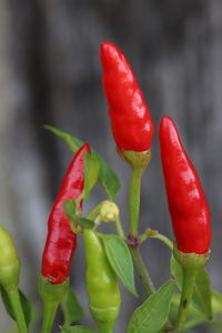 Close-up of red chili peppers on plant