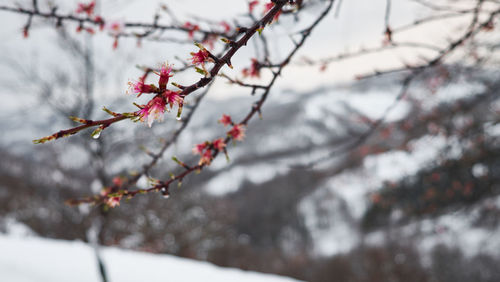 Close-up of cherry blossom tree