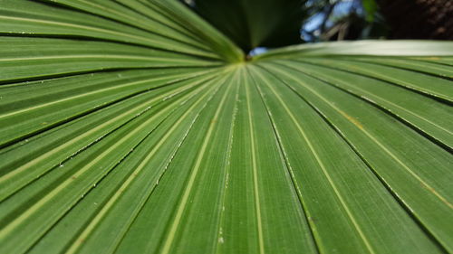 Detail shot of leaf