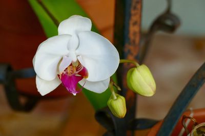 Close-up of flower against blurred background