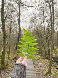 Cropped hand of person holding fern against trees in forest