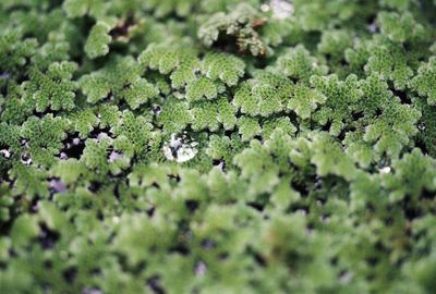 Full frame shot of small plants