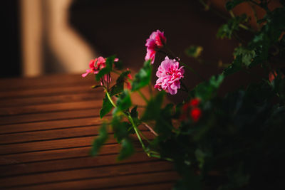 Close-up of pink flowering plant