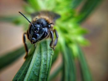 Close-up of insect on leaf