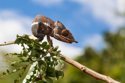 Close-up of chameleon on branch against sky