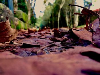 Surface level of fallen leaves on footpath