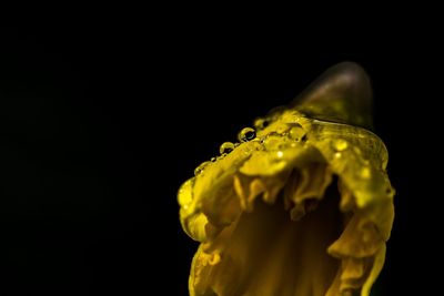 Close-up of yellow flower over black background