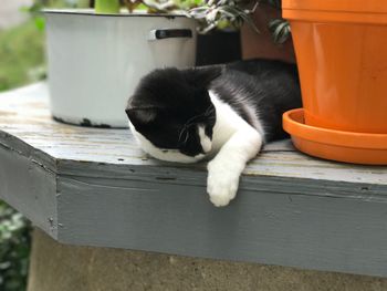 Cat lying on floor